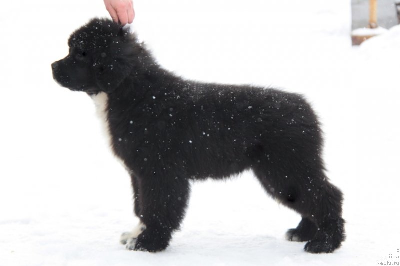 Фото: ньюфаундленд Akvian Song Flaffi Spirit (Аквиан Сонг Флаффи Спирит)