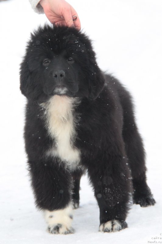 Фото: ньюфаундленд Akvian Song Flaffi Spirit (Аквиан Сонг Флаффи Спирит)