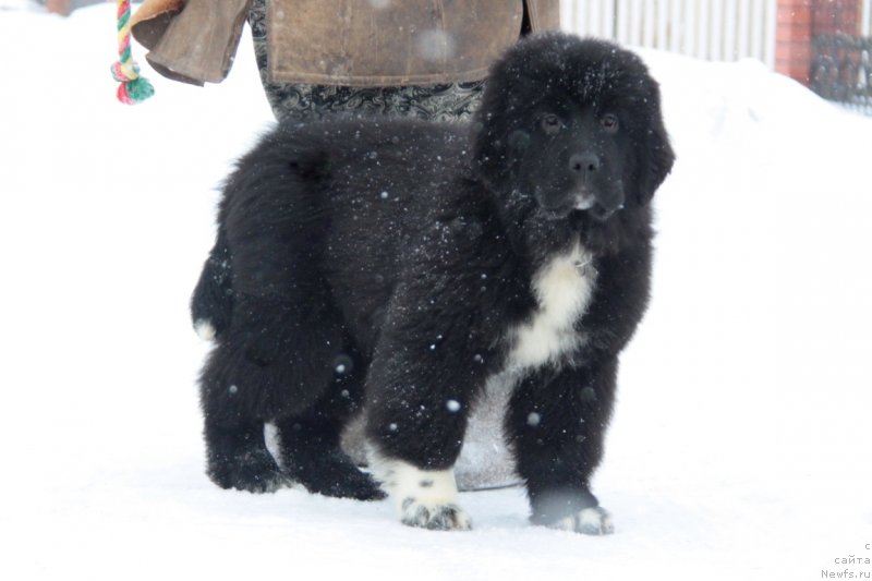 Фото: ньюфаундленд Akvian Song Flaffi Spirit (Аквиан Сонг Флаффи Спирит)
