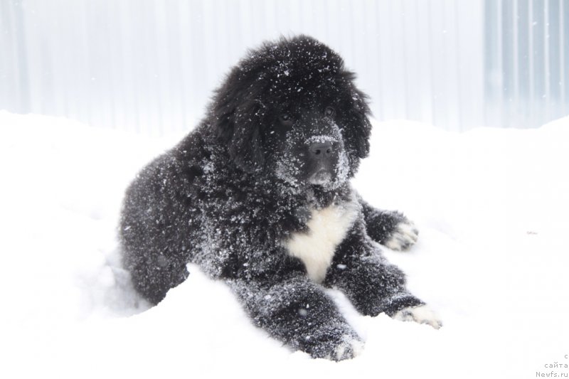 Фото: ньюфаундленд Akvian Song Fanagoriya (Аквиан Сонг Фанагория)