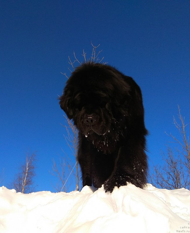 Фото: ньюфаундленд Chernyj Chank s Berega Dona (Черный Чанк с Берега Дона)