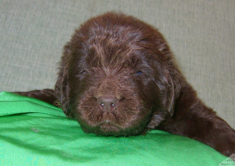 Фотография № 233713