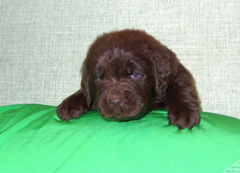 Фотография № 233716