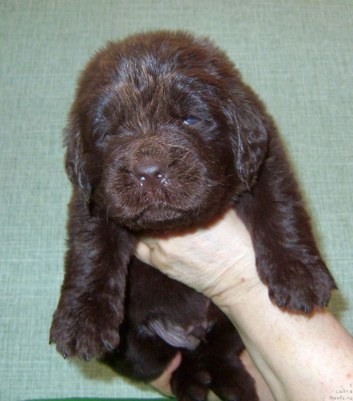 Фотография № 233717