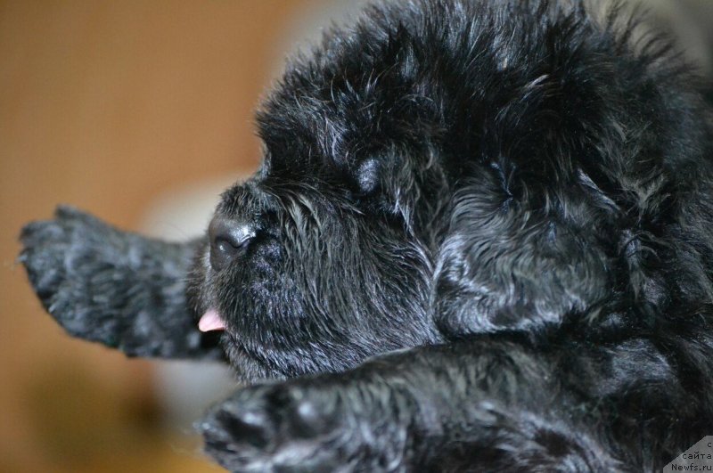 Фото: щенок, ньюфаундленд Noel Naslednitsa Vyatskiy Medved (Ноэль Наследница Вятских Медведей), ньюфаундленд Nazar Vyatskiy Medved (Назар Вятский Медведь), ньюфаундленд Lars Vernyiy Drug (Ларс Верный Друг)