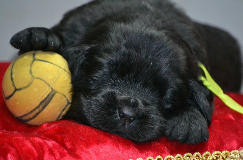 Фото: щенок, ньюфаундленд Noel Naslednitsa Vyatskiy Medved (Ноэль Наследница Вятских Медведей), ньюфаундленд Nazar Vyatskiy Medved (Назар Вятский Медведь)