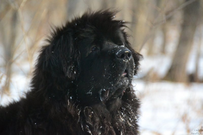 Фото: ньюфаундленд Ocharovatelnaya Feya ot Laskovogo Delphina (Очаровательная Фея от Ласкового Дельфина)