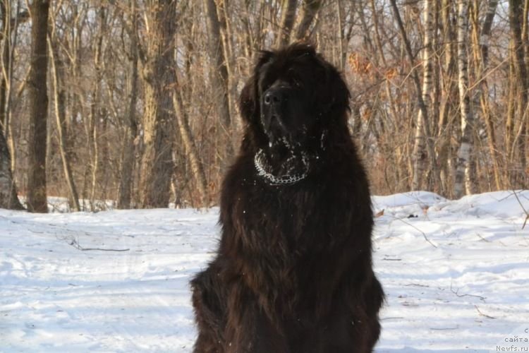 Фото: ньюфаундленд Ocharovatelnaya Feya ot Laskovogo Delphina (Очаровательная Фея от Ласкового Дельфина)