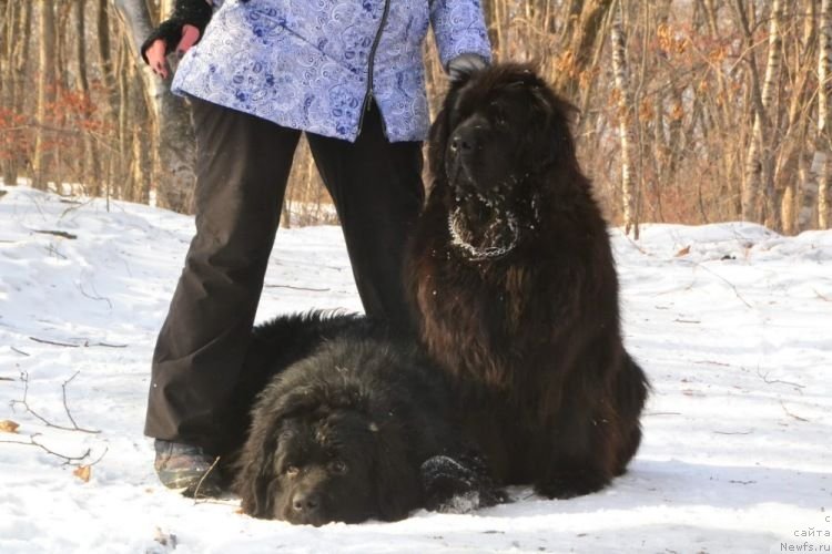 Фото: ньюфаундленд Prometey Daritel Ognya (Прометей Даритель Огня), ньюфаундленд Ocharovatelnaya Feya ot Laskovogo Delphina (Очаровательная Фея от Ласкового Дельфина)