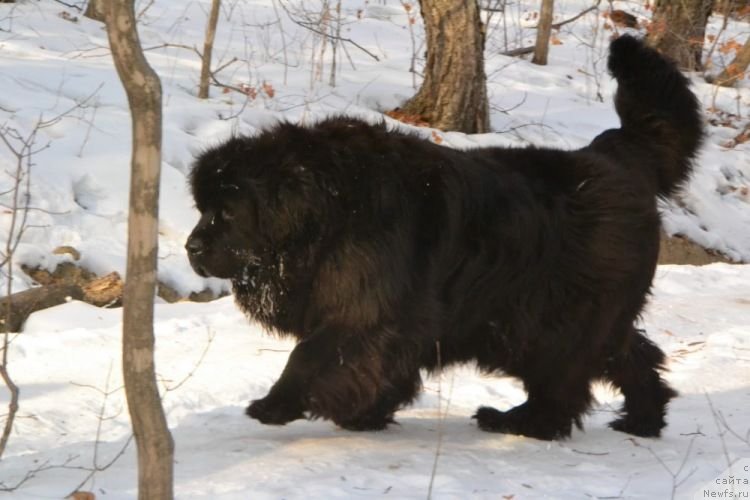 Фото: ньюфаундленд Ocharovatelnaya Feya ot Laskovogo Delphina (Очаровательная Фея от Ласкового Дельфина)