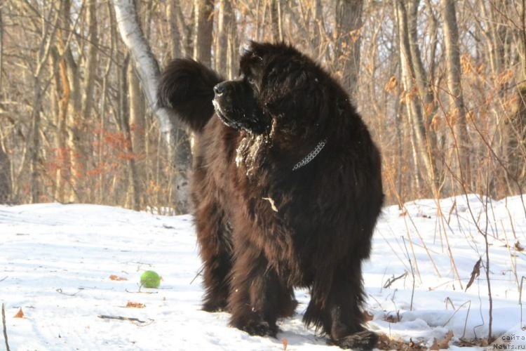 Фото: ньюфаундленд Ocharovatelnaya Feya ot Laskovogo Delphina (Очаровательная Фея от Ласкового Дельфина)