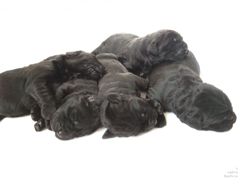 Фото: 3 суки и 2 кобеля -5 дней - папа, ньюфаундленд Very Fairweathers X'Got The Rhythm