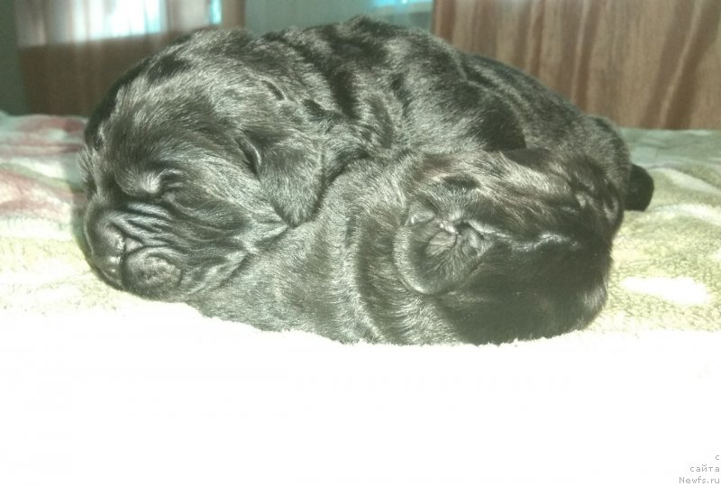 Фото: 2 щенка кобеля 5 дней - отец, ньюфаундленд Very Fairweathers X'Got The Rhythm