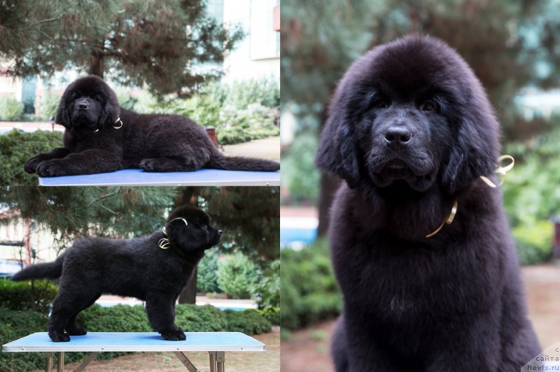 Фото: ньюфаундленд Dark Cleef Angel of Mine