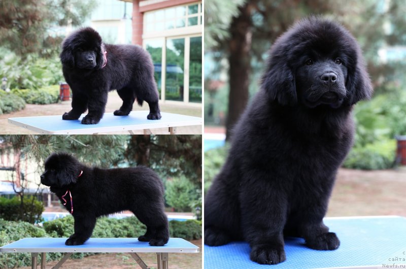 Фото: ньюфаундленд Dark Cleef Aqua Black