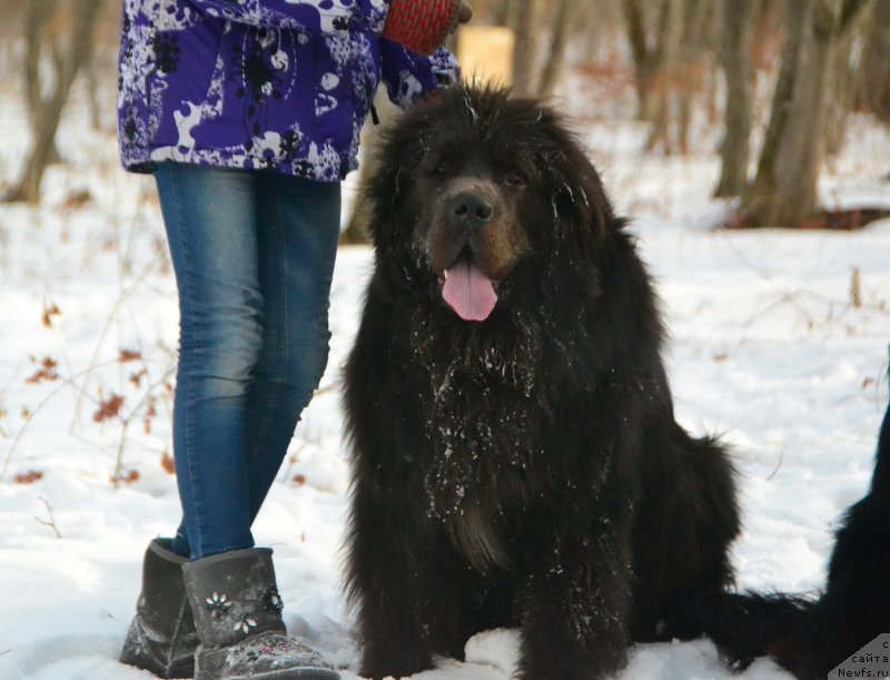 Фото: ньюфаундленд Talisman Morya Lyend Rover (Талисман Моря Лэнд Ровер)