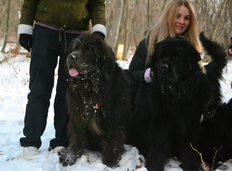 Фото: ньюфаундленд Talisman Morya Lyend Rover (Талисман Моря Лэнд Ровер), ньюфаундленд Talisman Morya Korvet (Талисман Моря Корвет)