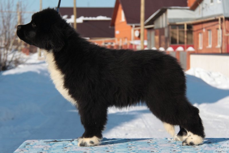 Фото: ньюфаундленд Akvian Song Felichita (Аквиан Сонг Феличита)