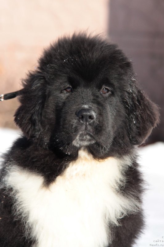 Фото: ньюфаундленд Akvian Song Felichita (Аквиан Сонг Феличита)