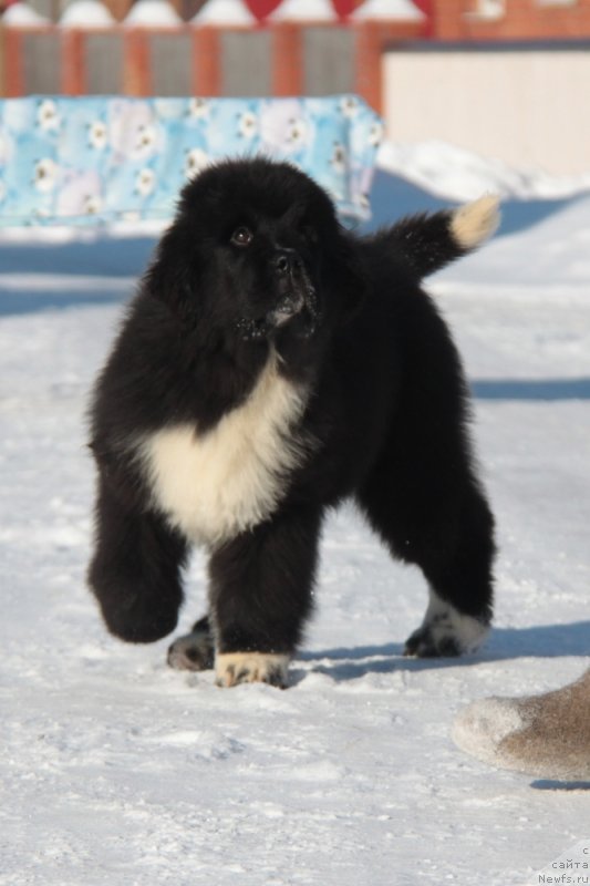 Фото: ньюфаундленд Akvian Song Felichita (Аквиан Сонг Феличита)