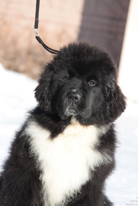 Фото: ньюфаундленд Akvian Song Felichita (Аквиан Сонг Феличита)