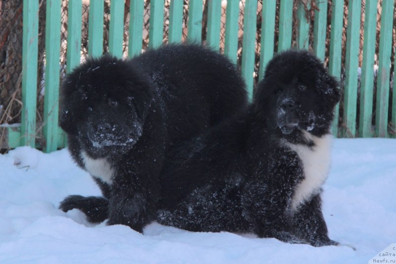 Фото: ньюфаундленд Akvian Song Felichita (Аквиан Сонг Феличита), ньюфаундленд Akvian Song F'ord Vyest (Аквиан Сонг Фьорд Вэст)