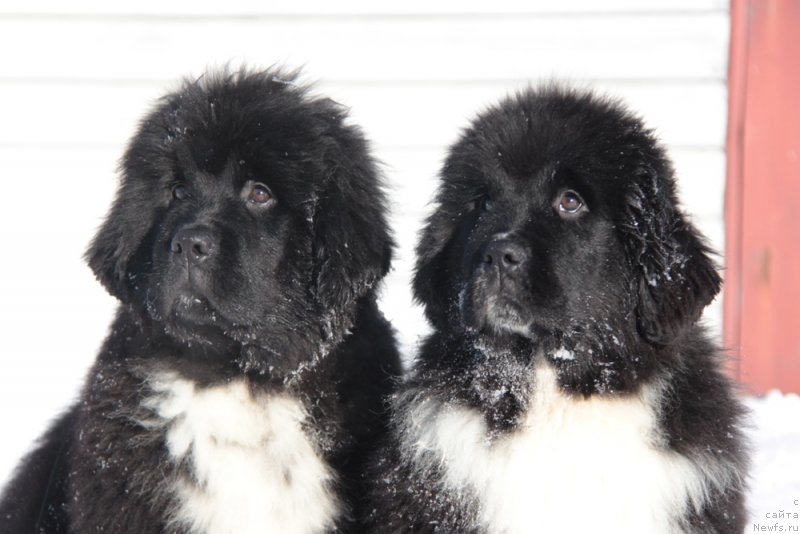 Фото: ньюфаундленд Akvian Song Felichita (Аквиан Сонг Феличита), ньюфаундленд Akvian Song F'ord Vyest (Аквиан Сонг Фьорд Вэст)