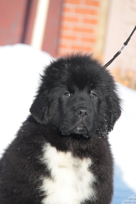 Фото: ньюфаундленд Akvian Song F'ord Vyest (Аквиан Сонг Фьорд Вэст)