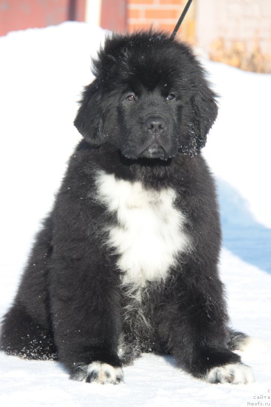 Фото: ньюфаундленд Akvian Song F'ord Vyest (Аквиан Сонг Фьорд Вэст)