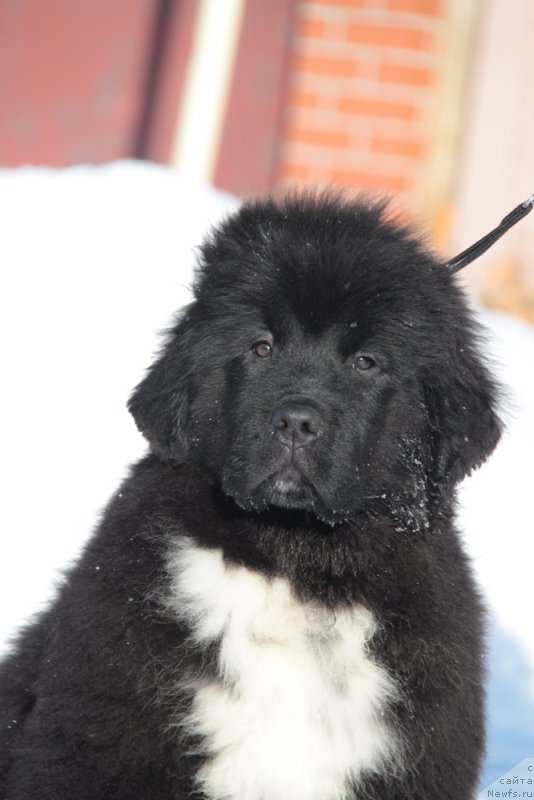 Фото: ньюфаундленд Akvian Song F'ord Vyest (Аквиан Сонг Фьорд Вэст)