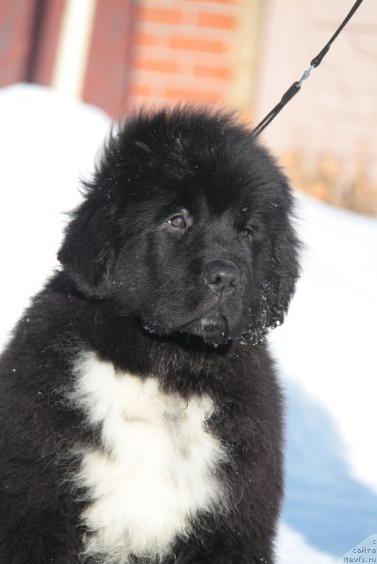 Фото: ньюфаундленд Akvian Song F'ord Vyest (Аквиан Сонг Фьорд Вэст)