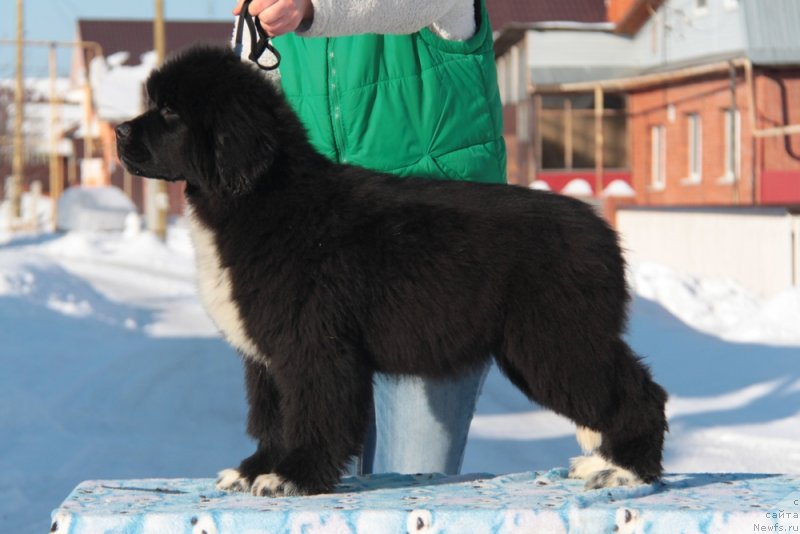 Фото: ньюфаундленд Akvian Song F'ord Vyest (Аквиан Сонг Фьорд Вэст)
