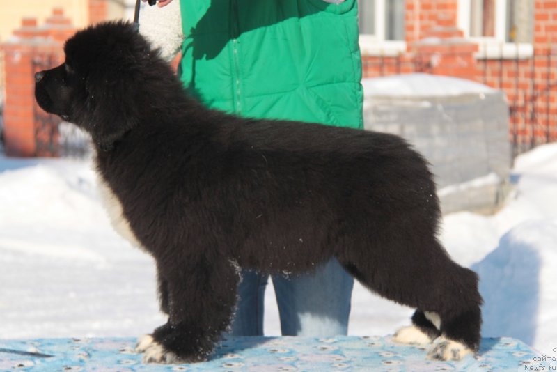 Фото: ньюфаундленд Akvian Song F'ord Vyest (Аквиан Сонг Фьорд Вэст)