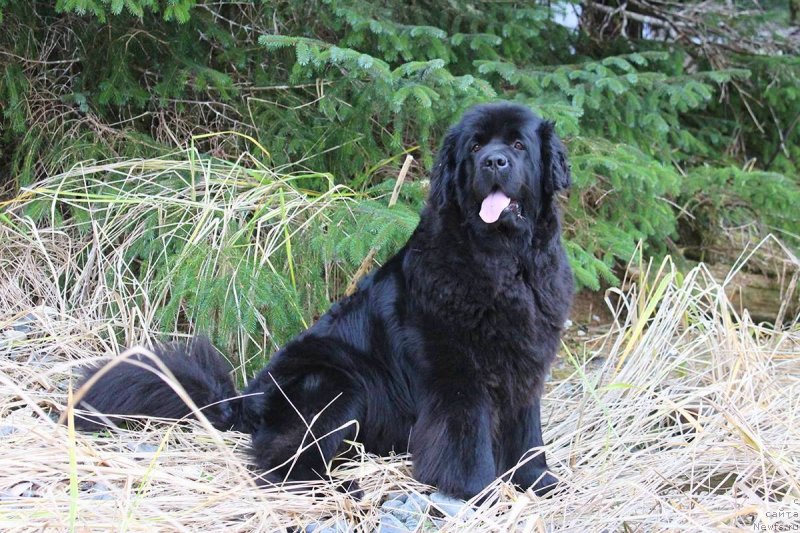 Фото: ньюфаундленд Chernaya Mafia Аngel Among Us (Черная Мафия Ангел Амонг Ус)