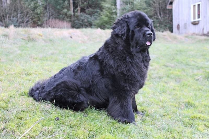 Фото: ньюфаундленд Chernaya Mafia Аngel Among Us (Черная Мафия Ангел Амонг Ус)