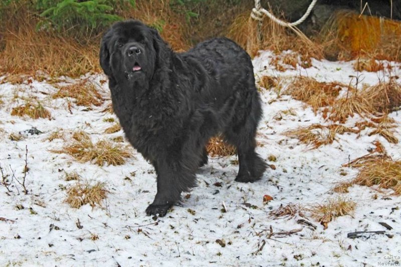 Фото: ньюфаундленд Chernaya Mafia Аngel Among Us (Черная Мафия Ангел Амонг Ус)