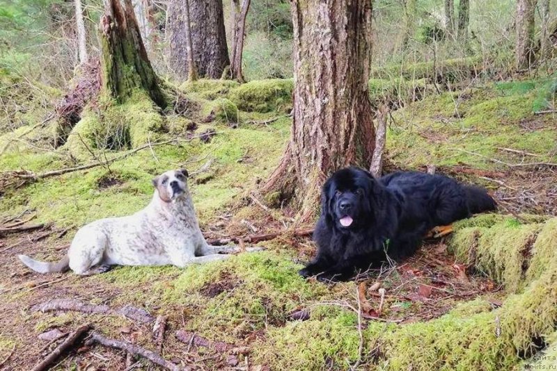 Фото: ньюфаундленд Chernaya Mafia Аngel Among Us (Черная Мафия Ангел Амонг Ус)