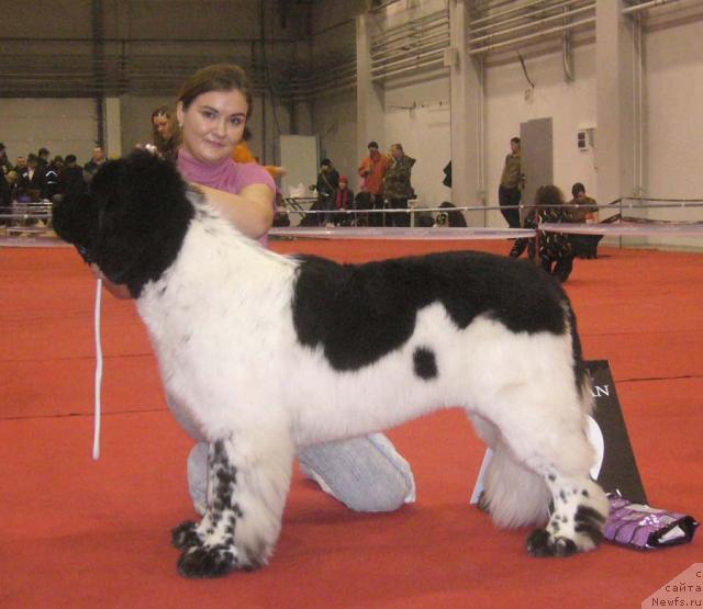 Фото: ньюфаундленд Super Bizon Argo (Супер Бизон Арго)