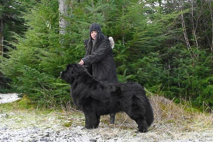 Фото: ньюфаундленд Chernaya Mafia Аngel Among Us (Черная Мафия Ангел Амонг Ус)