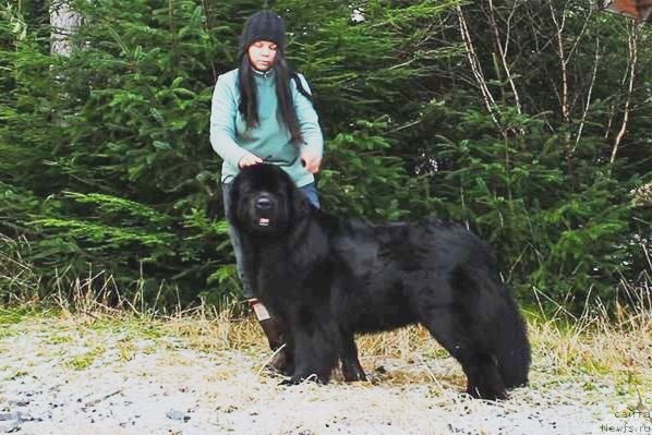 Фото: ньюфаундленд Chernaya Mafia Аngel Among Us (Черная Мафия Ангел Амонг Ус)