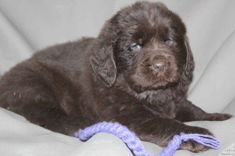 Фотография № 233803