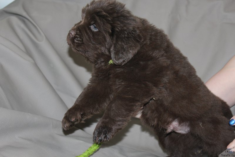 Фотография № 233806