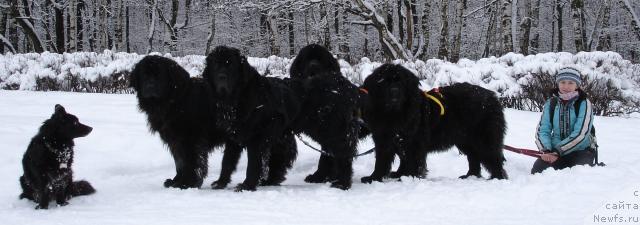 Фото: Фэста, ньюфаундленд Nort Fyeys Lavanda (Норт Фэйс Лаванда), ньюфаундленд Sangriya (Сангрия), ньюфаундленд Amulet Lyubvi i Schastya (Амулет Любви и Счастья), ньюфаундленд CHansi iz Zolotogo Treugol'nika (Чанси из Золотого Треугольника), Anna Lutchenkova (Анна Лутченкова)