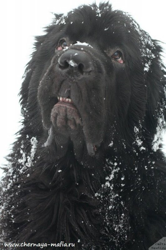 Фото: ньюфаундленд Chernaya Mafia Big Bang Theory (Черная Мафия Биг Банг Тхеору)