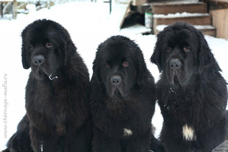 Фото: ньюфаундленд Chernaya Mafia Back To The Future (Черная Мафия Баск То Тхе Футуре), ньюфаундленд Chernaya Mafia Be Cool (Черная Мафия Бе Коол), ньюфаундленд Chernaya Mafia Big Bang Theory (Черная Мафия Биг Банг Тхеору)