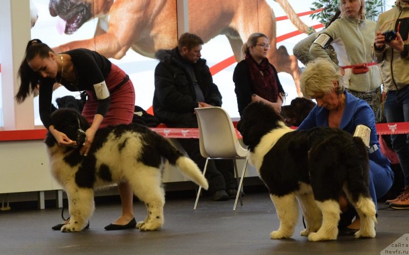 Фото: OUKAYA FOREVER NOBLEST TREASURE, ньюфаундленд Super Premium YUliy Cezar' (Супер Премиум Юлий Цезарь)