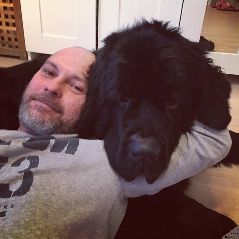 Фото: ньюфаундленд Chernaya Mafia Big Bang Theory (Черная Мафия Биг Банг Тхеору)