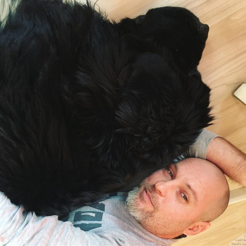 Фото: ньюфаундленд Chernaya Mafia Big Bang Theory (Черная Мафия Биг Банг Тхеору)