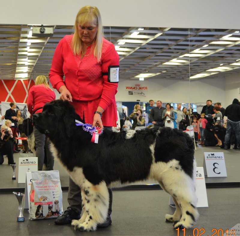 Фото: Kingdom First Knight