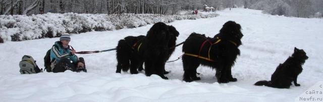 Фото: Anna Lutchenkova (Анна Лутченкова), ньюфаундленд Amulet Lyubvi i Schastya (Амулет Любви и Счастья), ньюфаундленд CHansi iz Zolotogo Treugol'nika (Чанси из Золотого Треугольника), ньюфаундленд Nort Fyeys Lavanda (Норт Фэйс Лаванда), ньюфаундленд Sangriya (Сангрия), Фэста